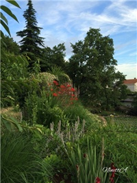 2461d884-20160621 RI crocosmie.jpg